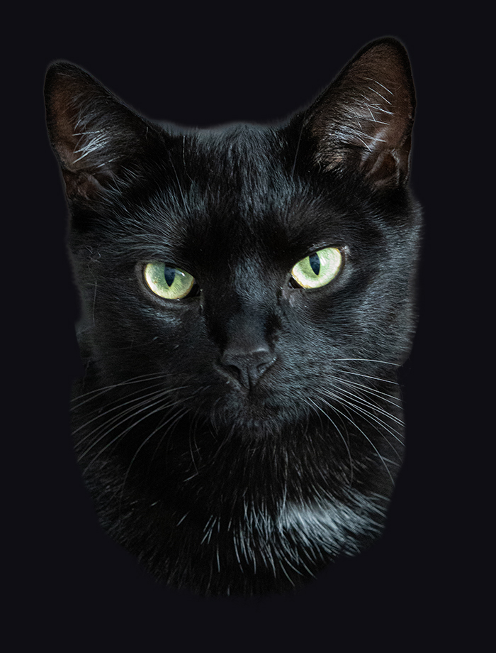 Katze Yuna - Easter Egg